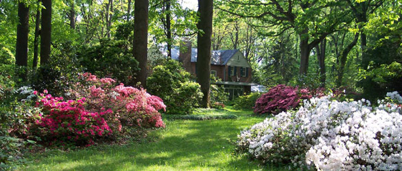 Rhododendrons in bloom